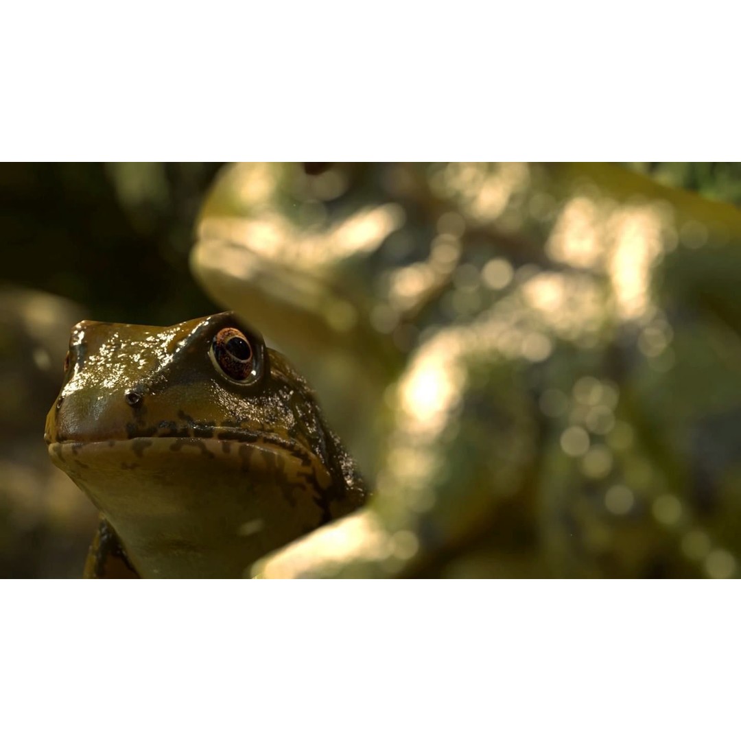 Frog 3D Model – Low Poly Rigged Animation Asset, FBX, OBJ - View 4