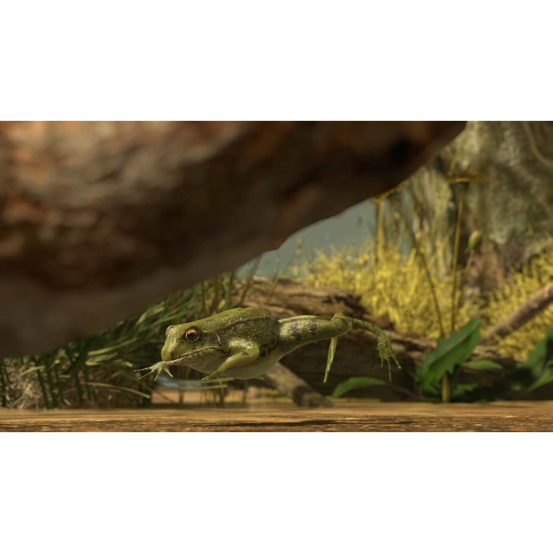 Frog 3D Model – Low Poly Rigged Animation Asset, FBX, OBJ - View 40