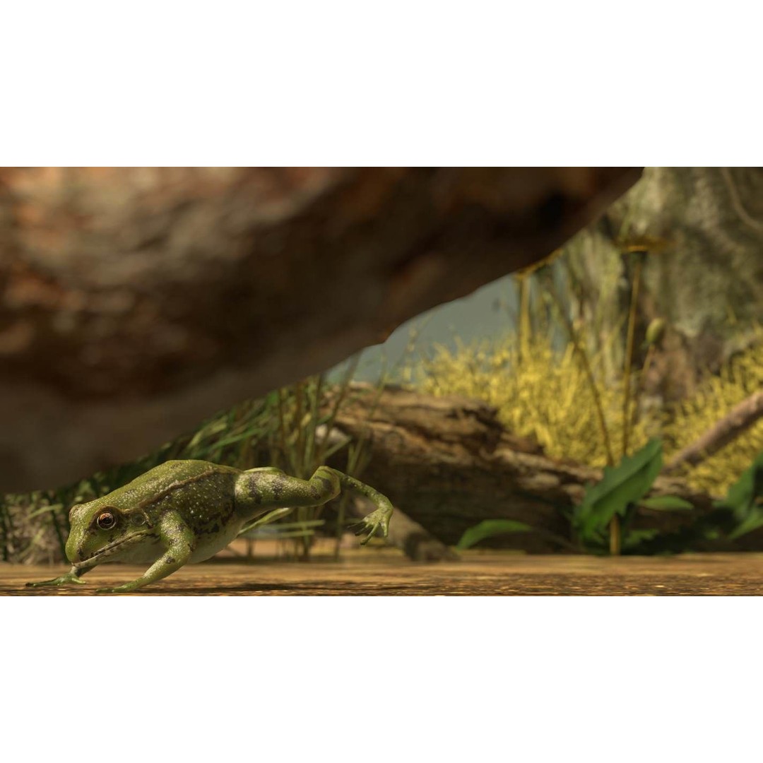 Frog 3D Model – Low Poly Rigged Animation Asset, FBX, OBJ - View 41