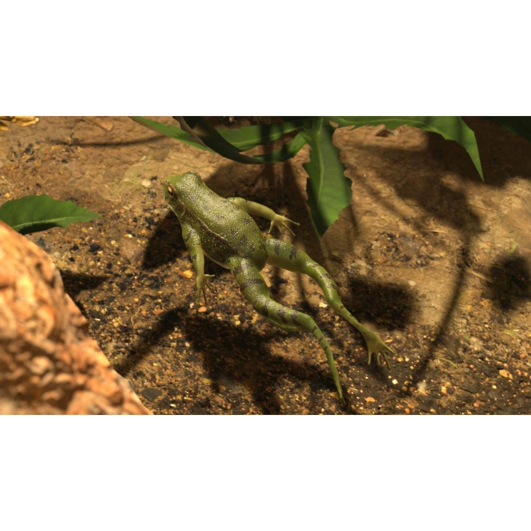 Frog 3D Model – Low Poly Rigged Animation Asset, FBX, OBJ - View 42