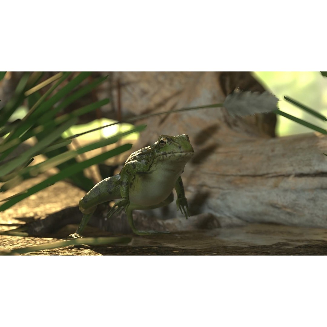 Frog 3D Model – Low Poly Rigged Animation Asset, FBX, OBJ - View 43