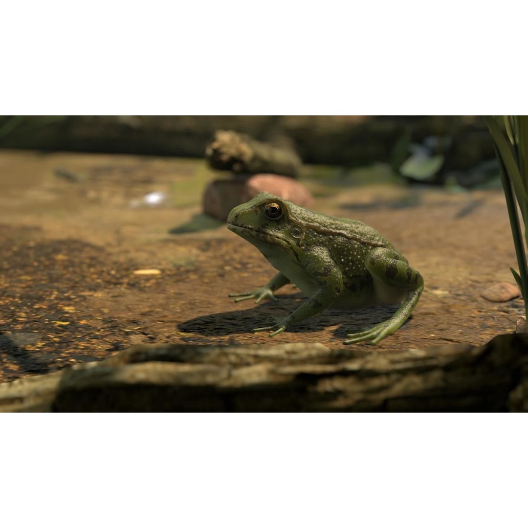 Frog 3D Model – Low Poly Rigged Animation Asset, FBX, OBJ - View 45