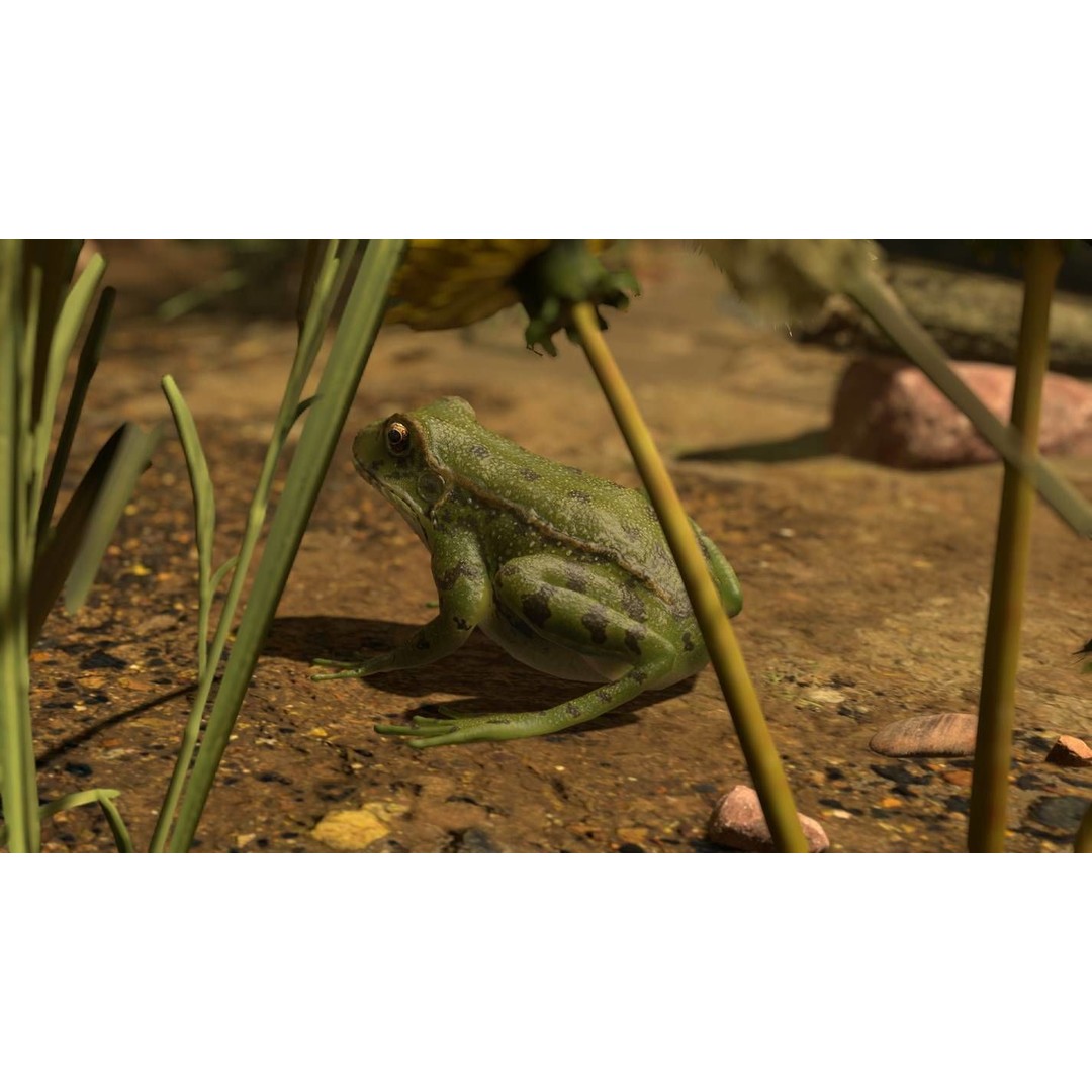 Frog 3D Model – Low Poly Rigged Animation Asset, FBX, OBJ - View 46