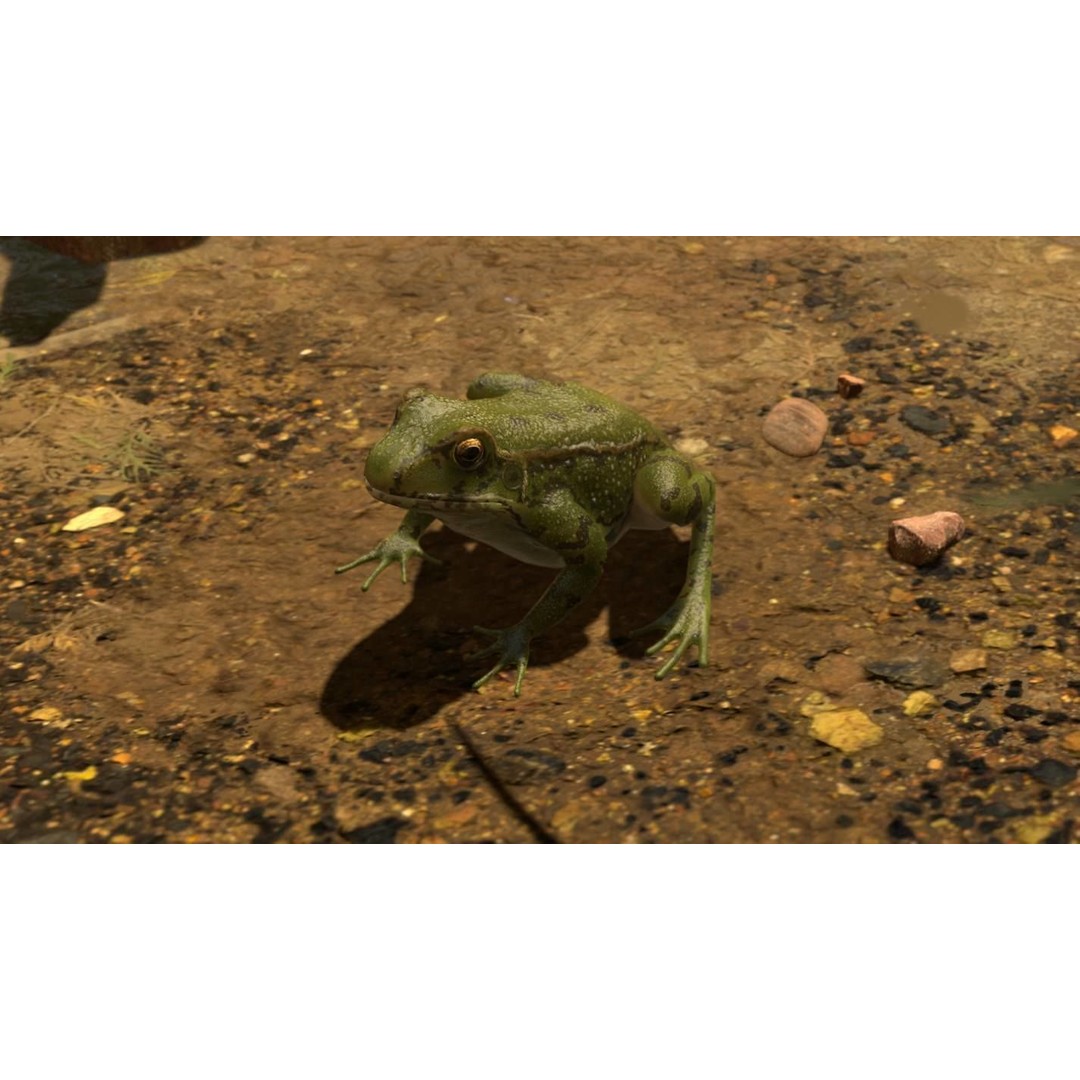 Frog 3D Model – Low Poly Rigged Animation Asset, FBX, OBJ - View 47
