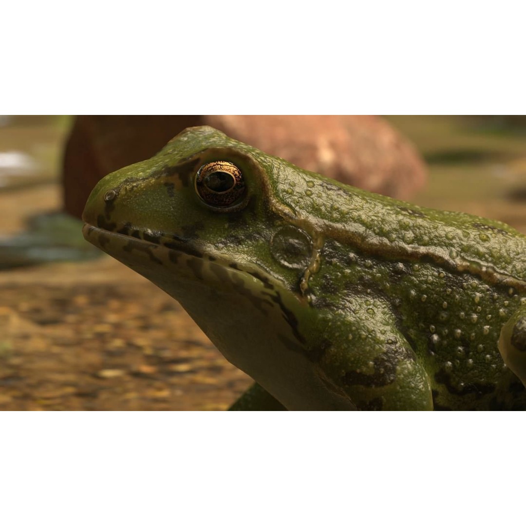Frog 3D Model – Low Poly Rigged Animation Asset, FBX, OBJ - View 49