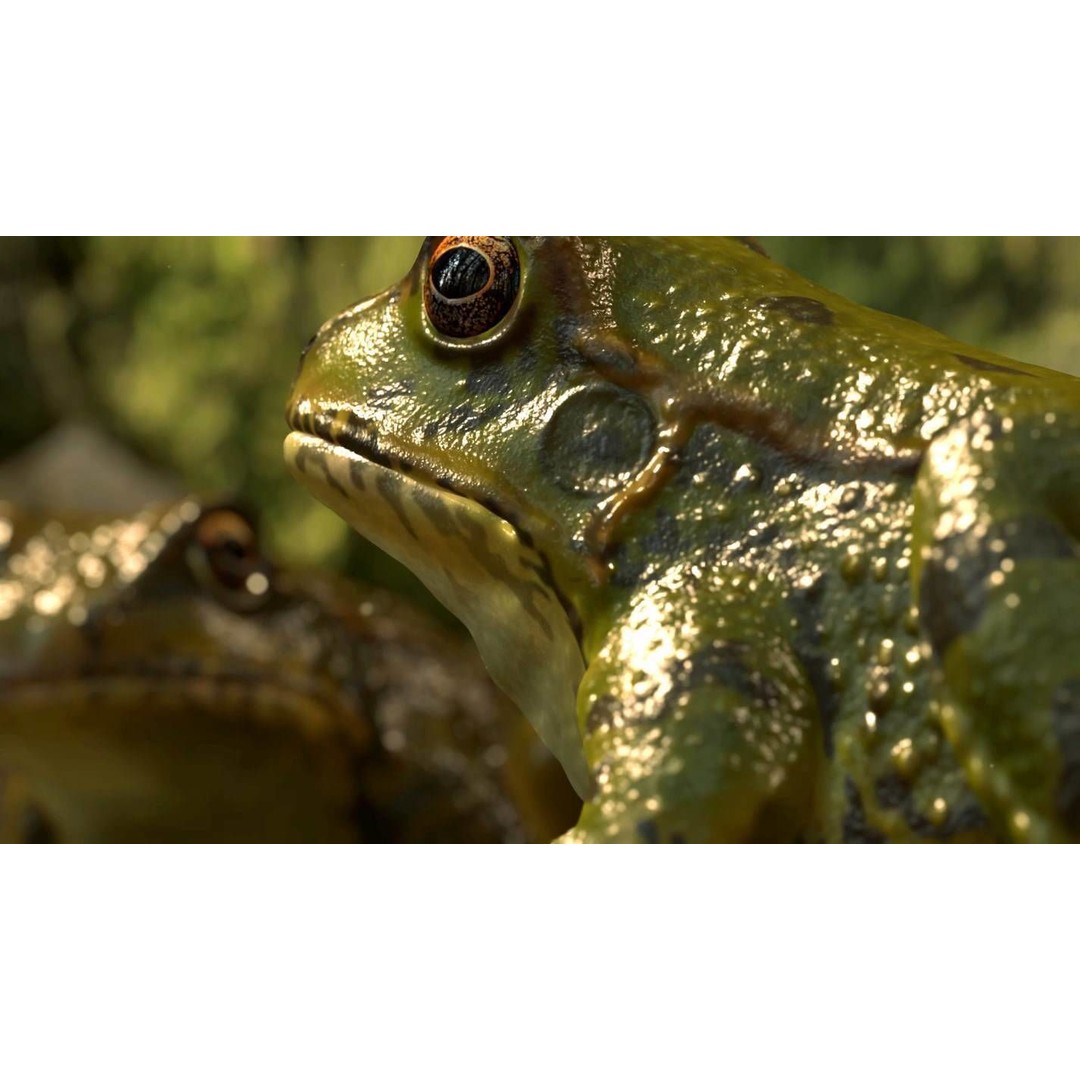 Frog 3D Model – Low Poly Rigged Animation Asset, FBX, OBJ - View 5