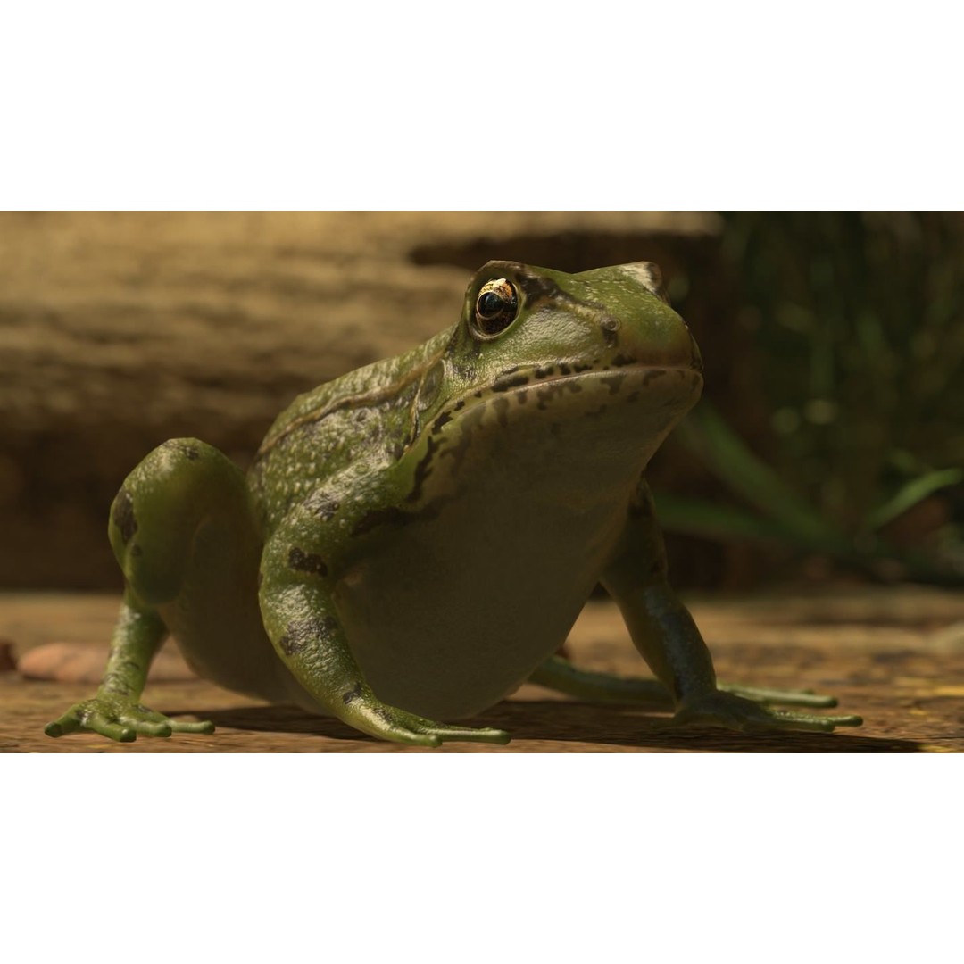 Frog 3D Model – Low Poly Rigged Animation Asset, FBX, OBJ - View 50