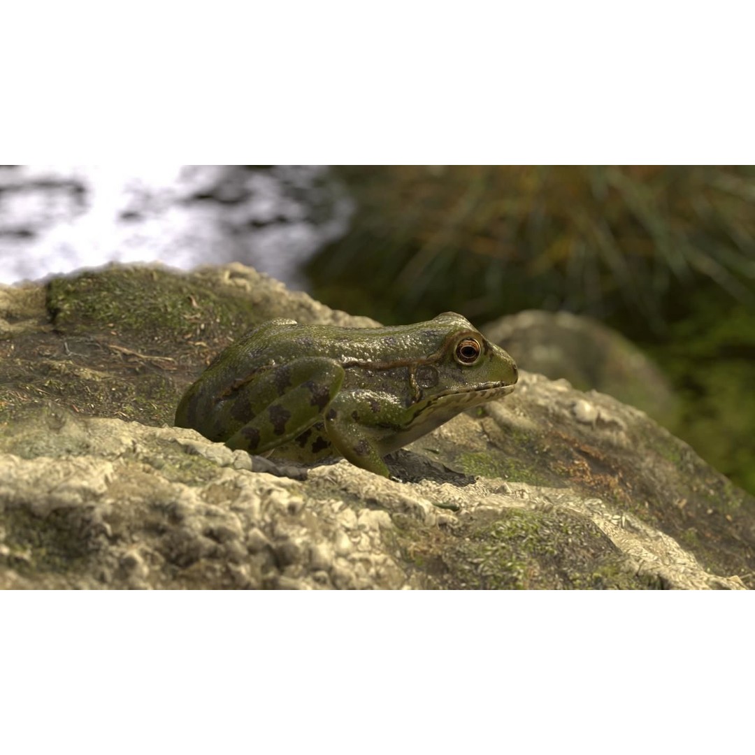 Frog 3D Model – Low Poly Rigged Animation Asset, FBX, OBJ - View 51