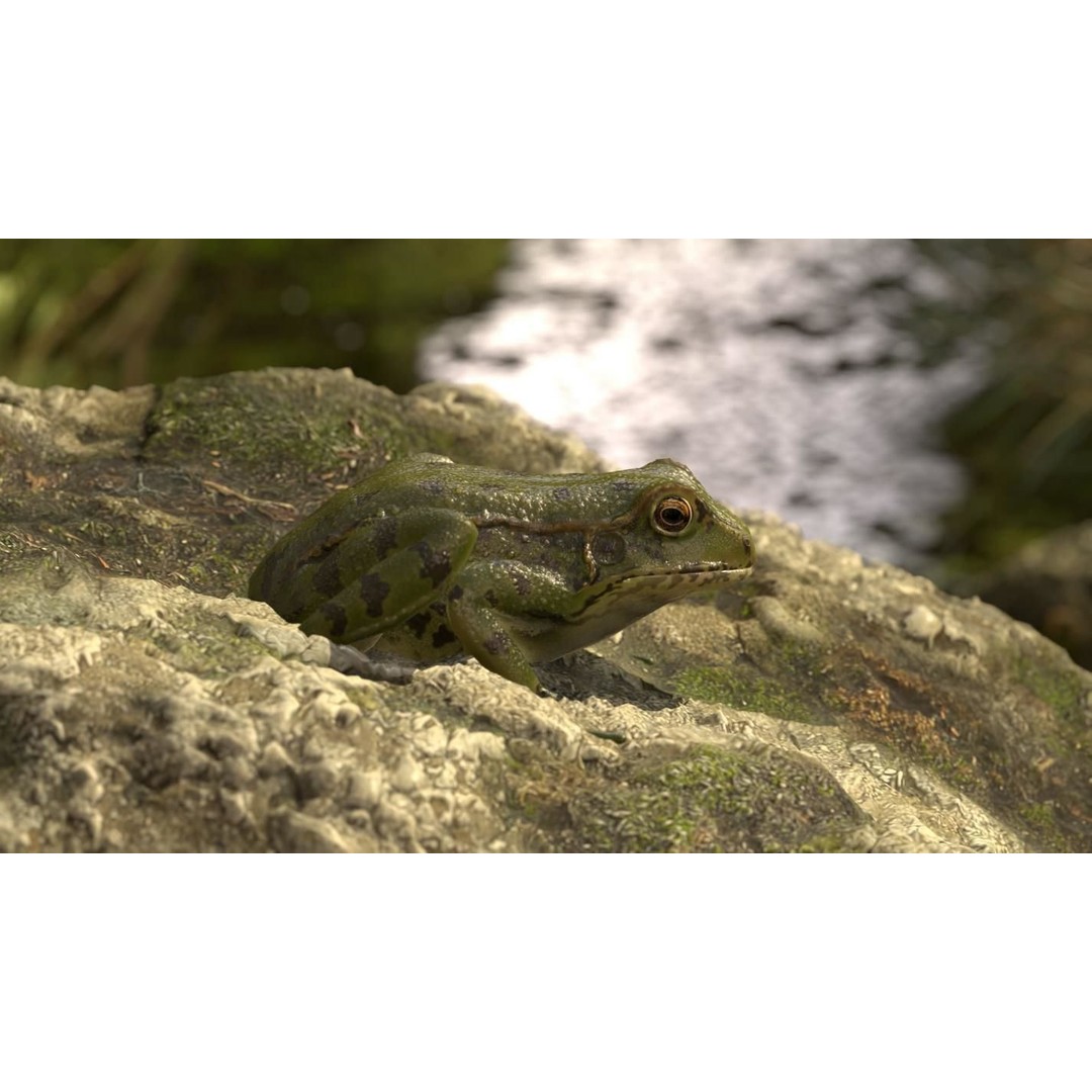 Frog 3D Model – Low Poly Rigged Animation Asset, FBX, OBJ - View 52