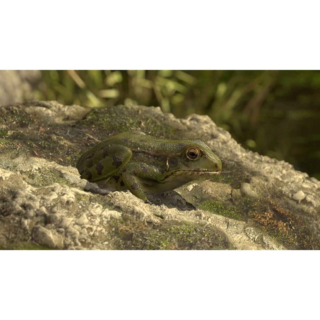 Frog 3D Model – Low Poly Rigged Animation Asset, FBX, OBJ - View 53