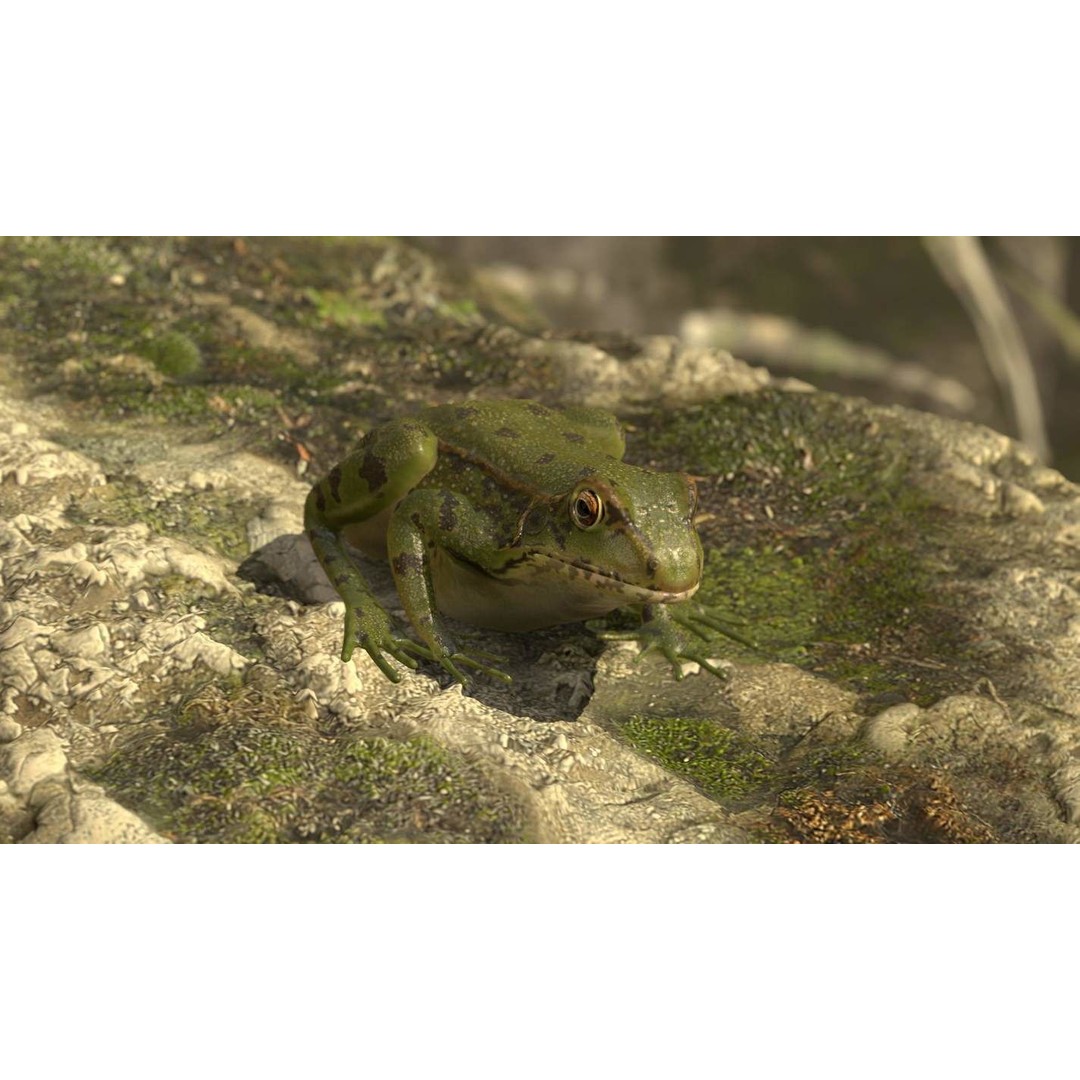 Frog 3D Model – Low Poly Rigged Animation Asset, FBX, OBJ - View 54
