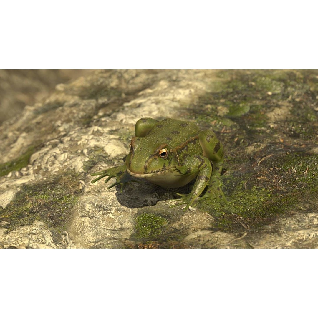 Frog 3D Model – Low Poly Rigged Animation Asset, FBX, OBJ - View 55