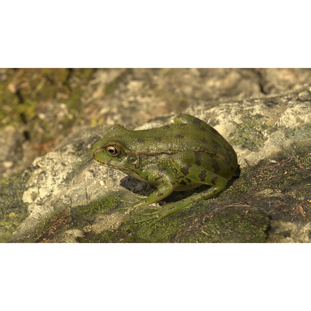 Frog 3D Model – Low Poly Rigged Animation Asset, FBX, OBJ - View 56