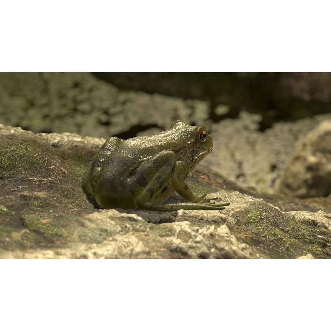 Frog 3D Model – Low Poly Rigged Animation Asset, FBX, OBJ - View 57