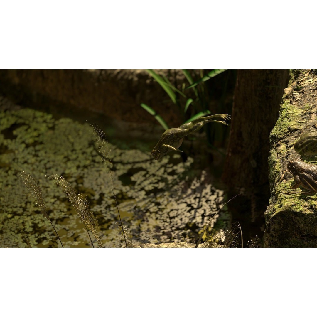 Frog 3D Model – Low Poly Rigged Animation Asset, FBX, OBJ - View 58