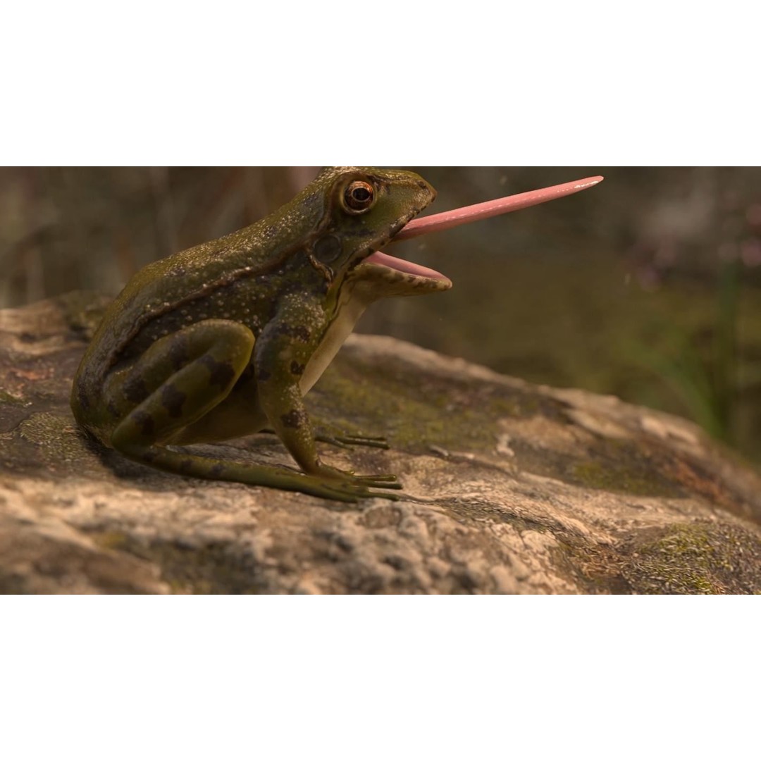 Frog 3D Model – Low Poly Rigged Animation Asset, FBX, OBJ - View 6
