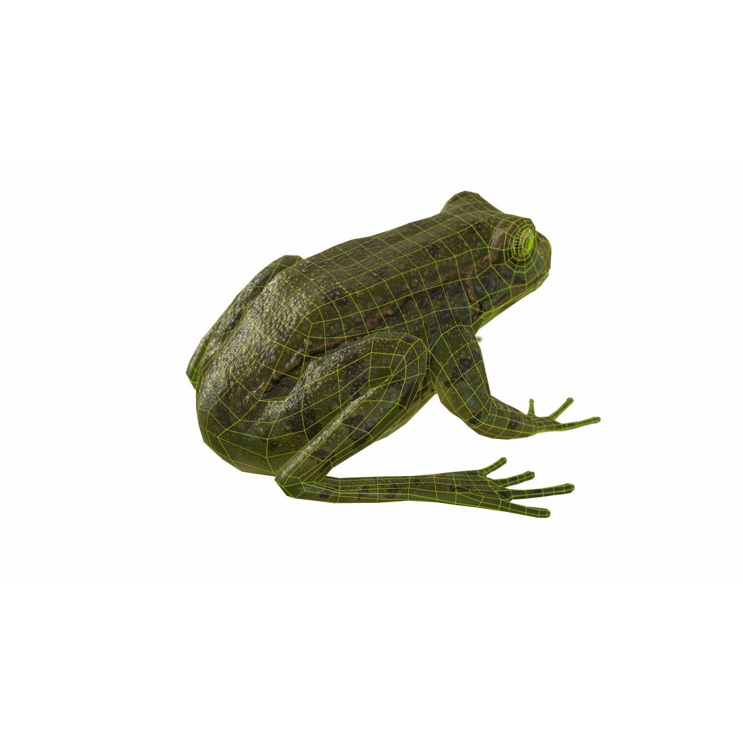 Frog 3D Model – Low Poly Rigged Animation Asset, FBX, OBJ - View 65