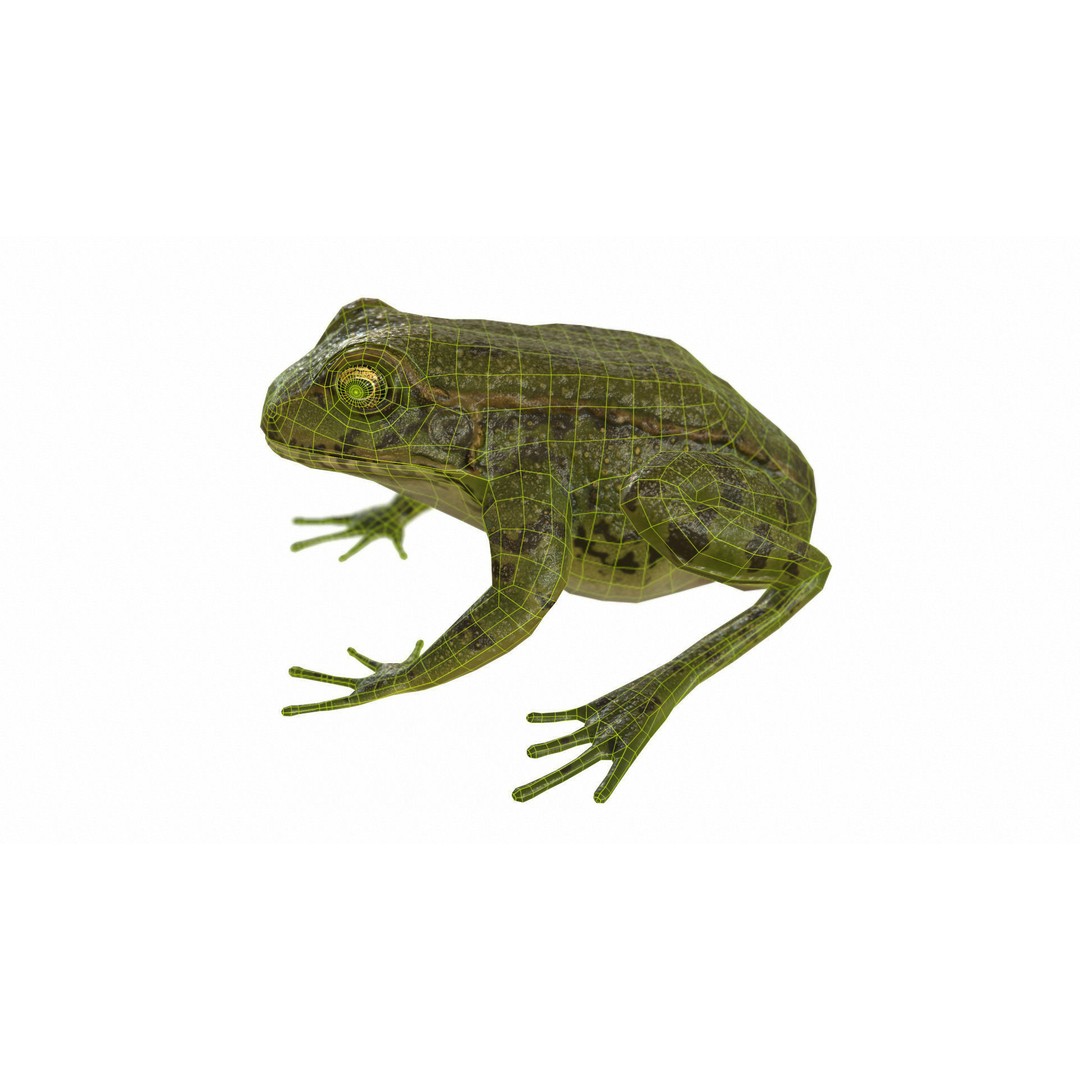 Frog 3D Model – Low Poly Rigged Animation Asset, FBX, OBJ - View 66