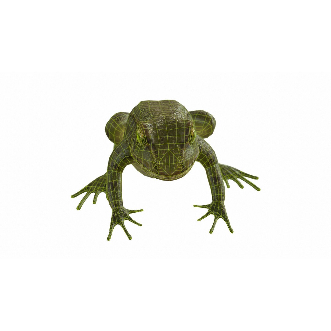 Frog 3D Model – Low Poly Rigged Animation Asset, FBX, OBJ - View 67