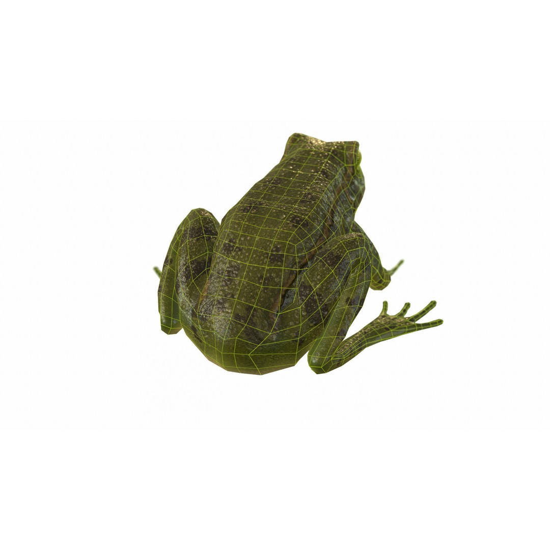 Frog 3D Model – Low Poly Rigged Animation Asset, FBX, OBJ - View 68