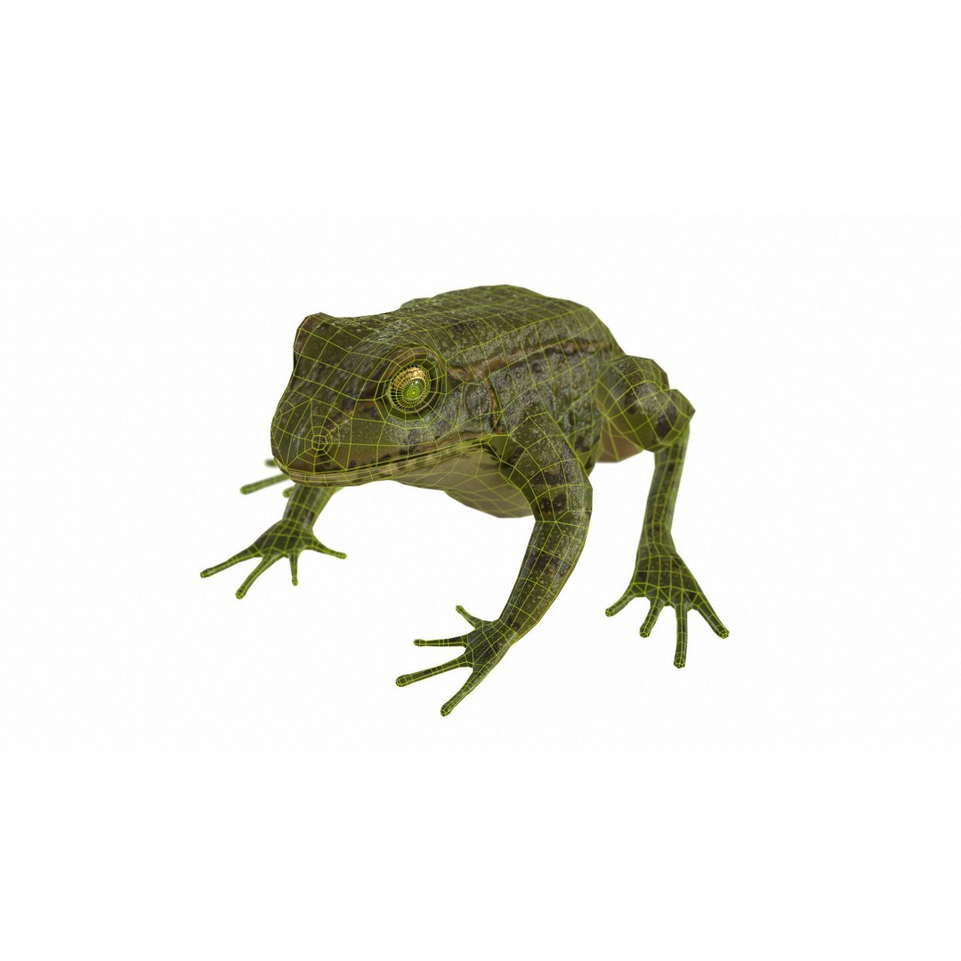 Frog 3D Model – Low Poly Rigged Animation Asset, FBX, OBJ - View 69