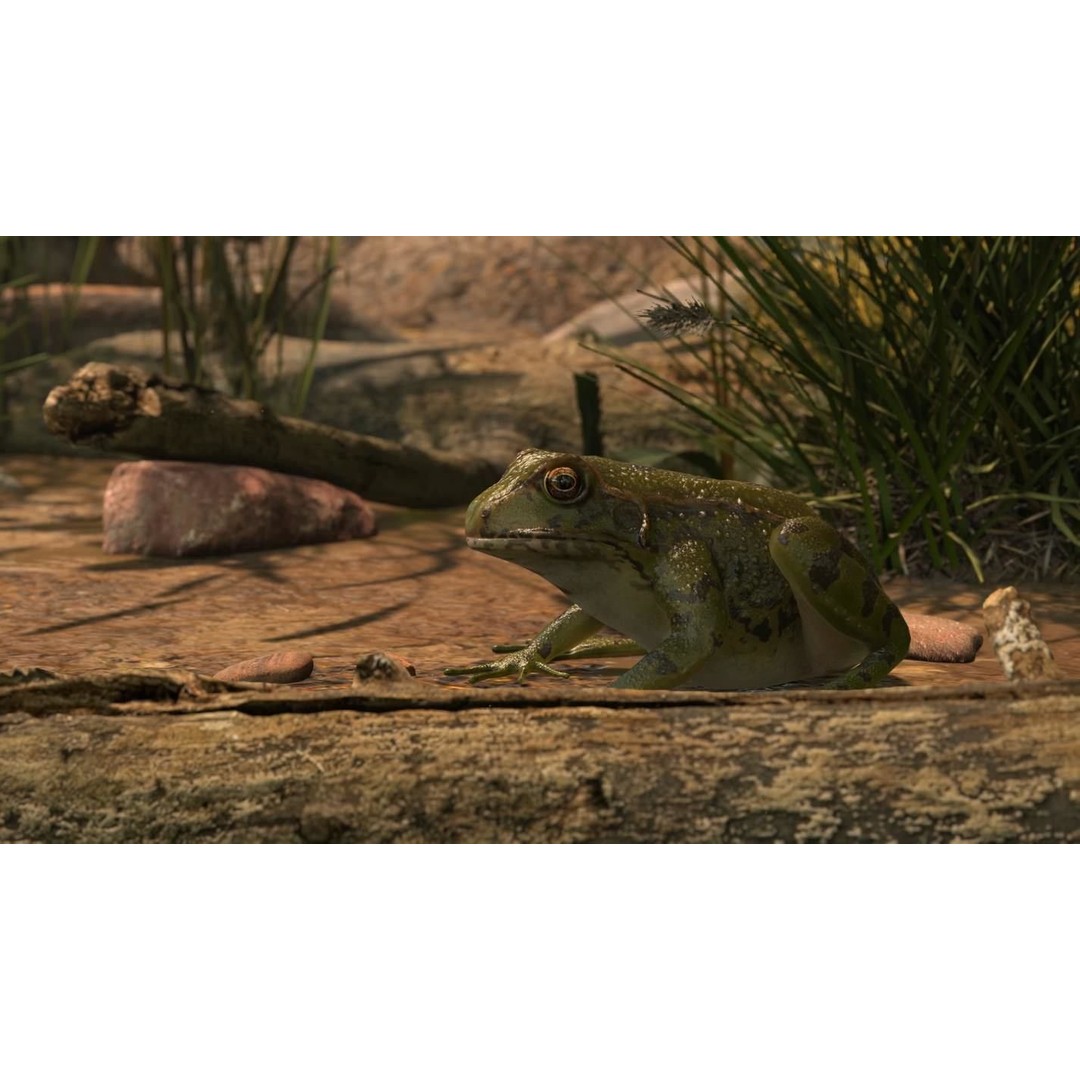 Frog 3D Model – Low Poly Rigged Animation Asset, FBX, OBJ - View 7