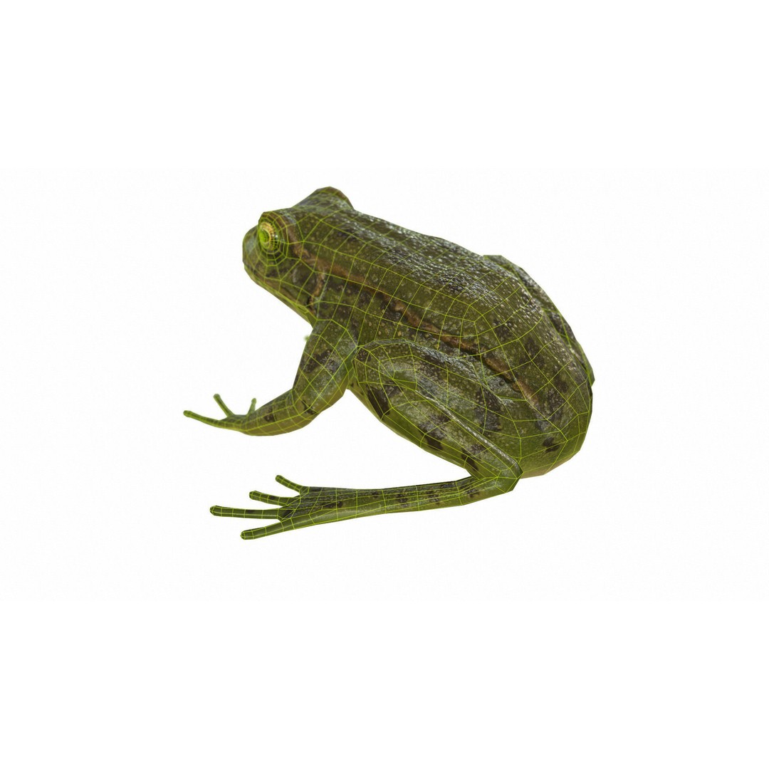 Frog 3D Model – Low Poly Rigged Animation Asset, FBX, OBJ - View 70