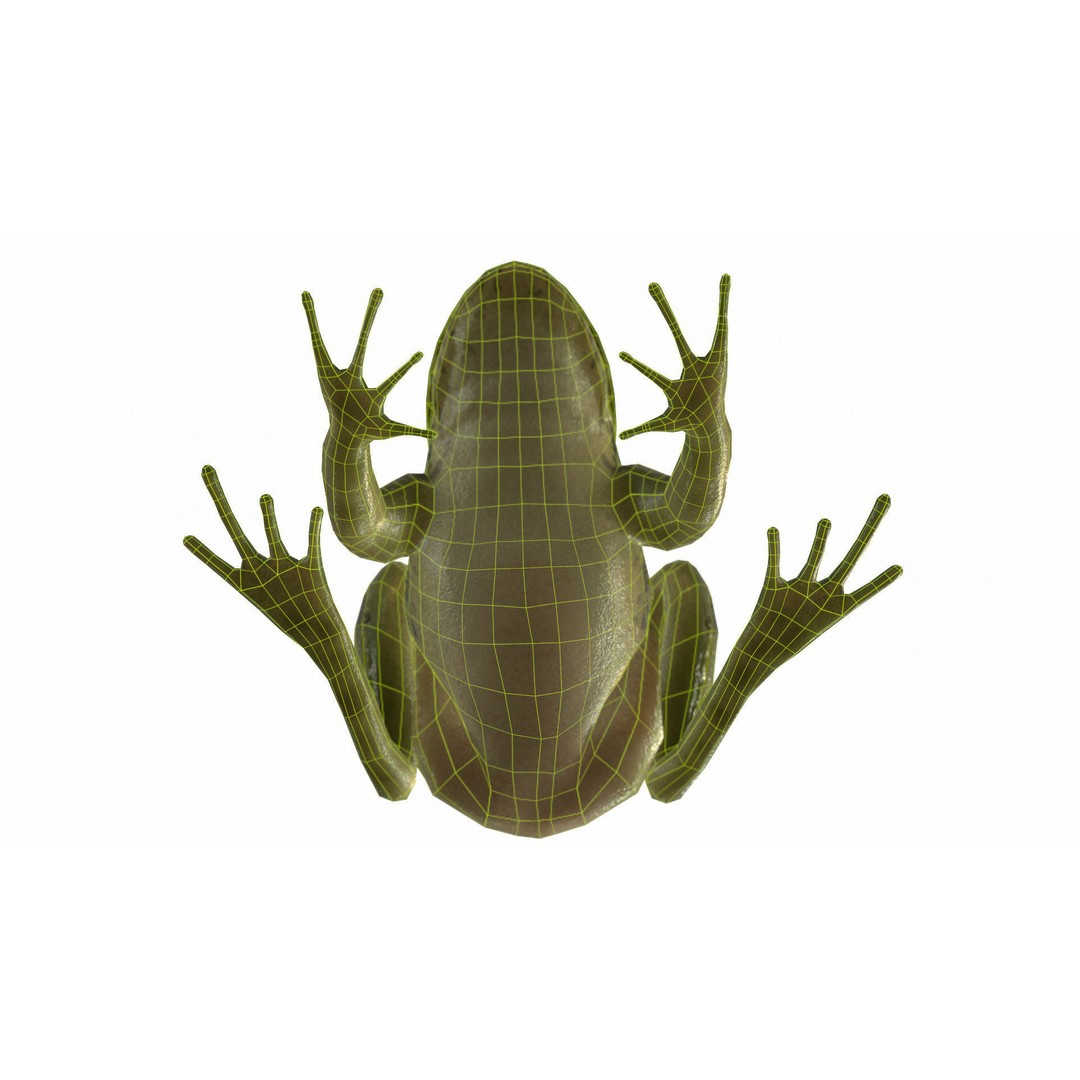 Frog 3D Model – Low Poly Rigged Animation Asset, FBX, OBJ - View 71