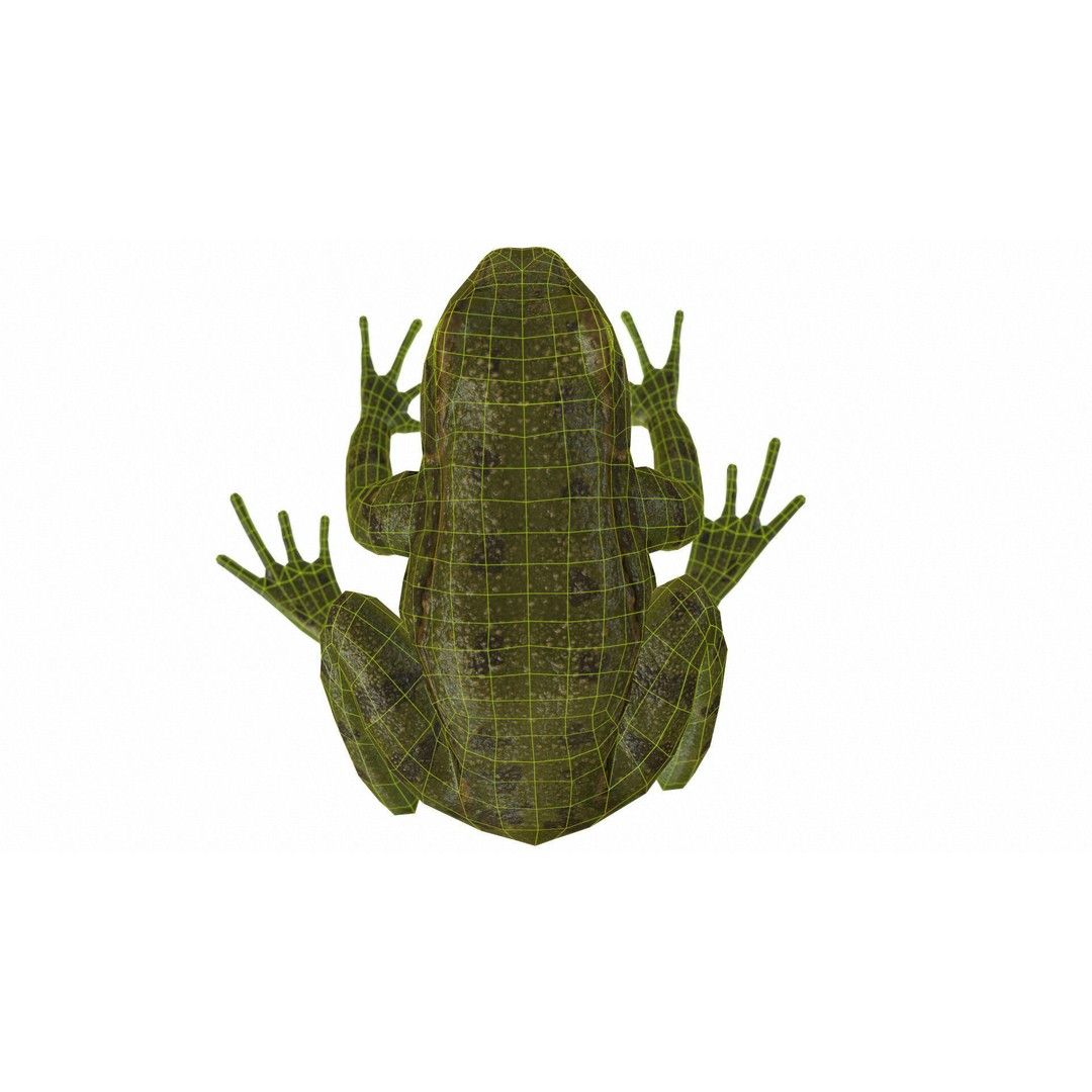 Frog 3D Model – Low Poly Rigged Animation Asset, FBX, OBJ - View 72