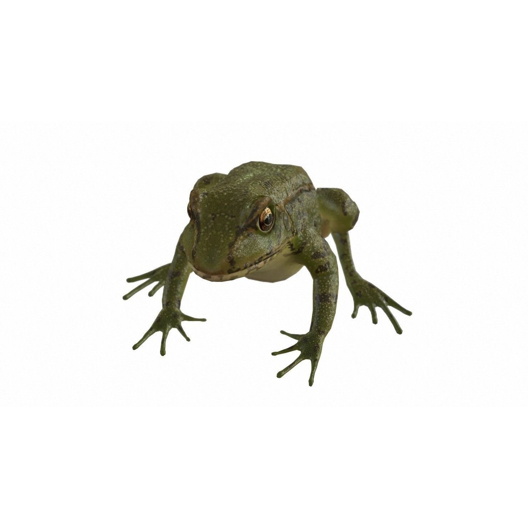 Frog 3D Model – Low Poly Rigged Animation Asset, FBX, OBJ - View 73