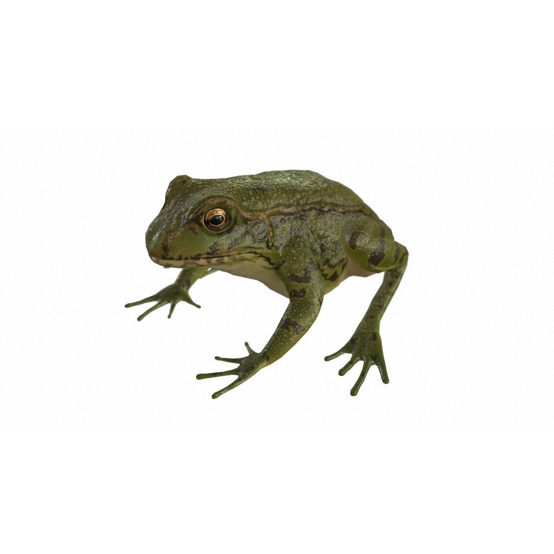 Frog 3D Model – Low Poly Rigged Animation Asset, FBX, OBJ - View 74