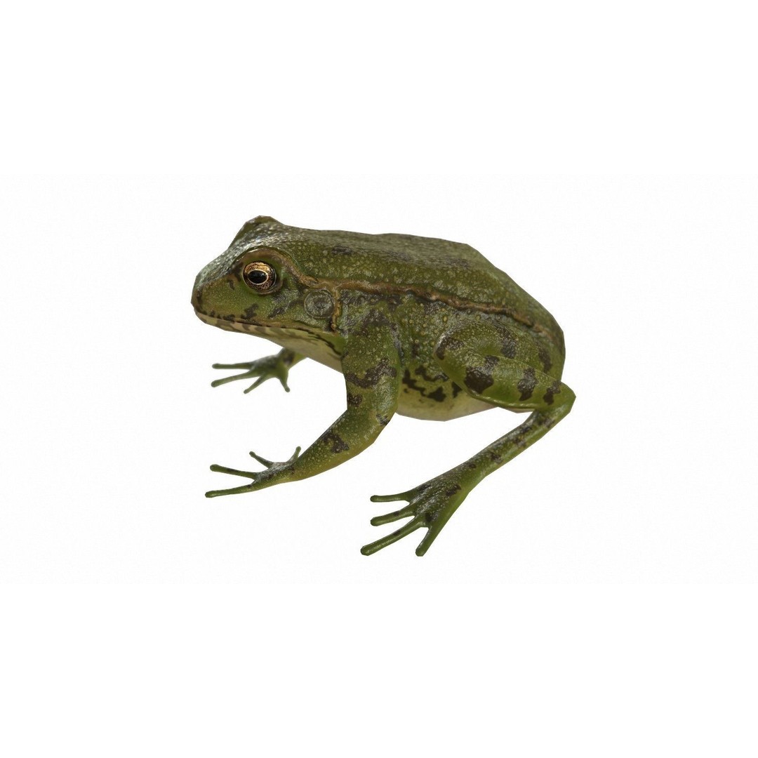 Frog 3D Model – Low Poly Rigged Animation Asset, FBX, OBJ - View 75