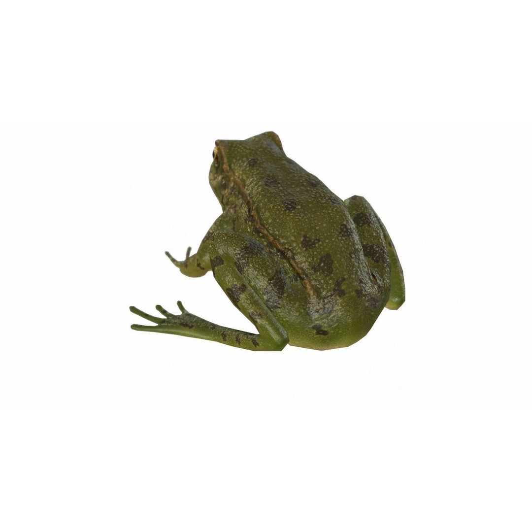 Frog 3D Model – Low Poly Rigged Animation Asset, FBX, OBJ - View 76