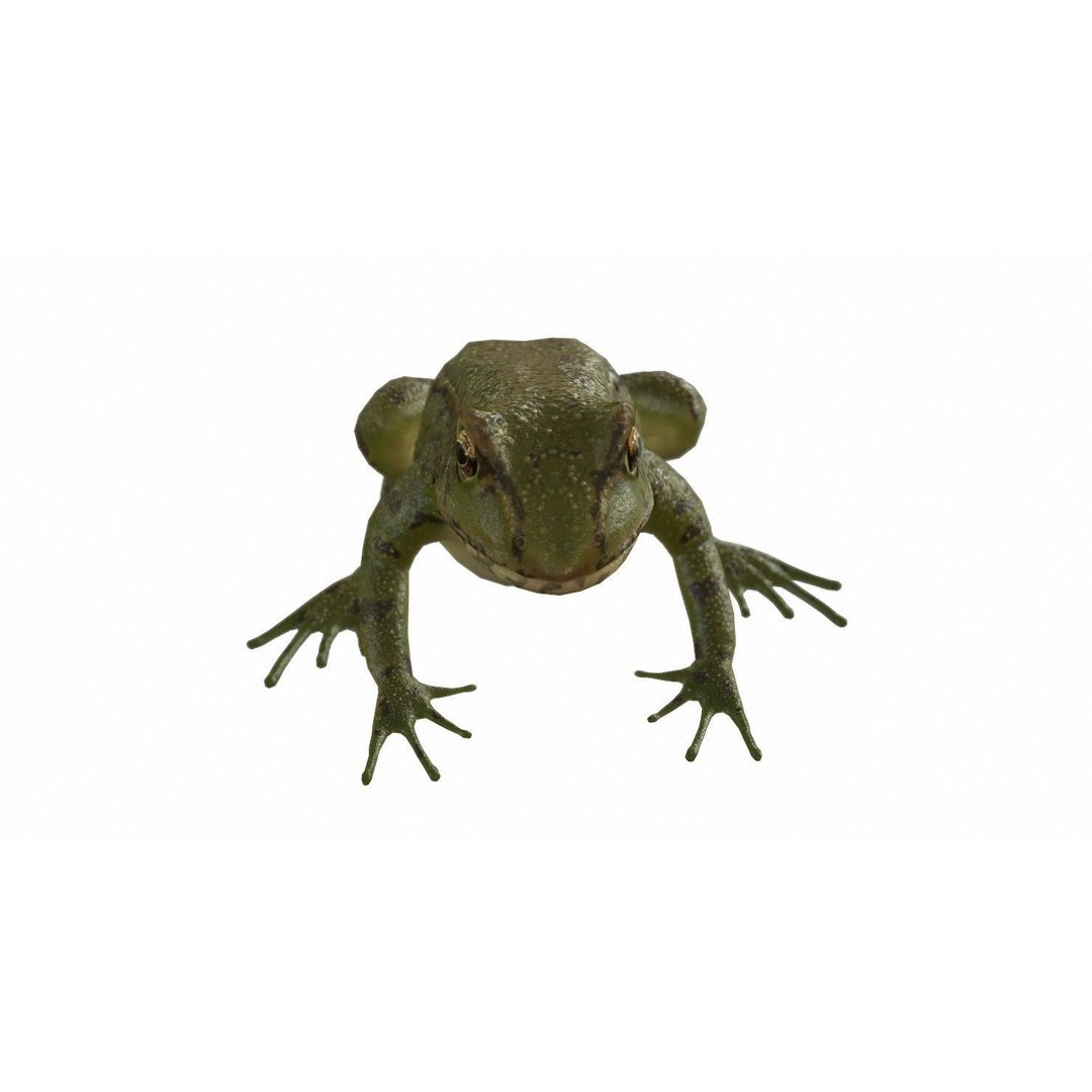 Frog 3D Model – Low Poly Rigged Animation Asset, FBX, OBJ - View 77