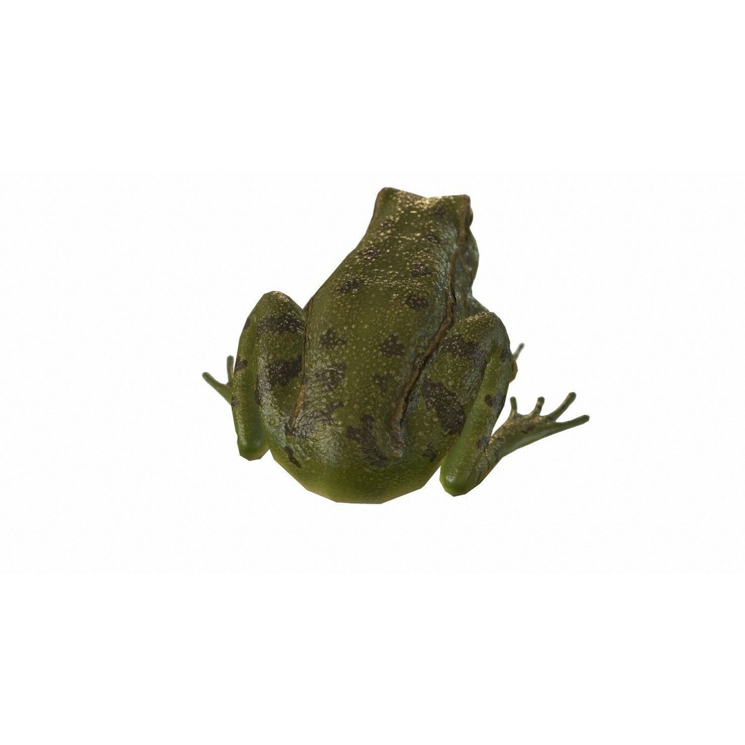 Frog 3D Model – Low Poly Rigged Animation Asset, FBX, OBJ - View 78