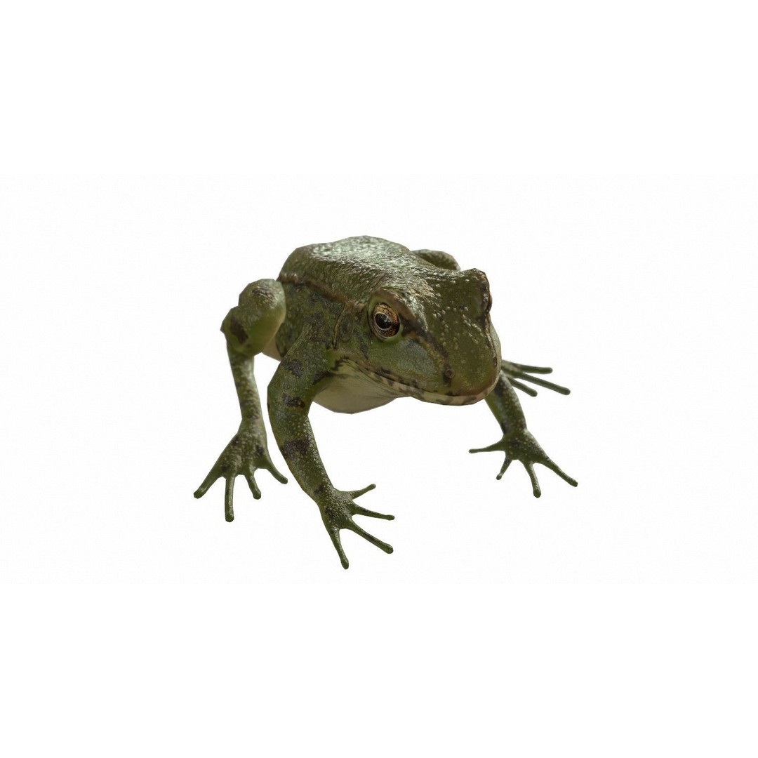 Frog 3D Model – Low Poly Rigged Animation Asset, FBX, OBJ - View 79