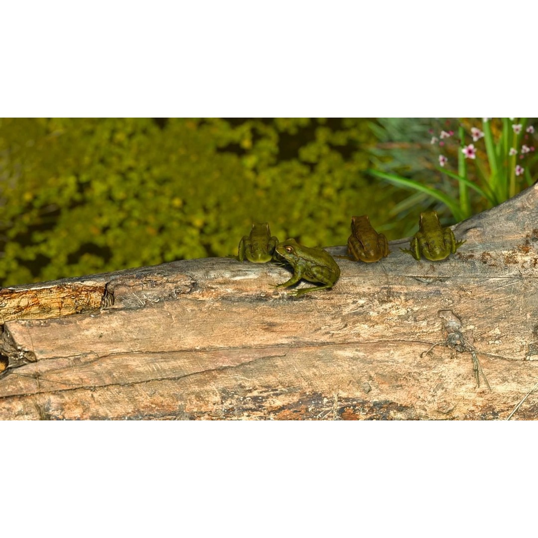 Frog 3D Model – Low Poly Rigged Animation Asset, FBX, OBJ - View 8