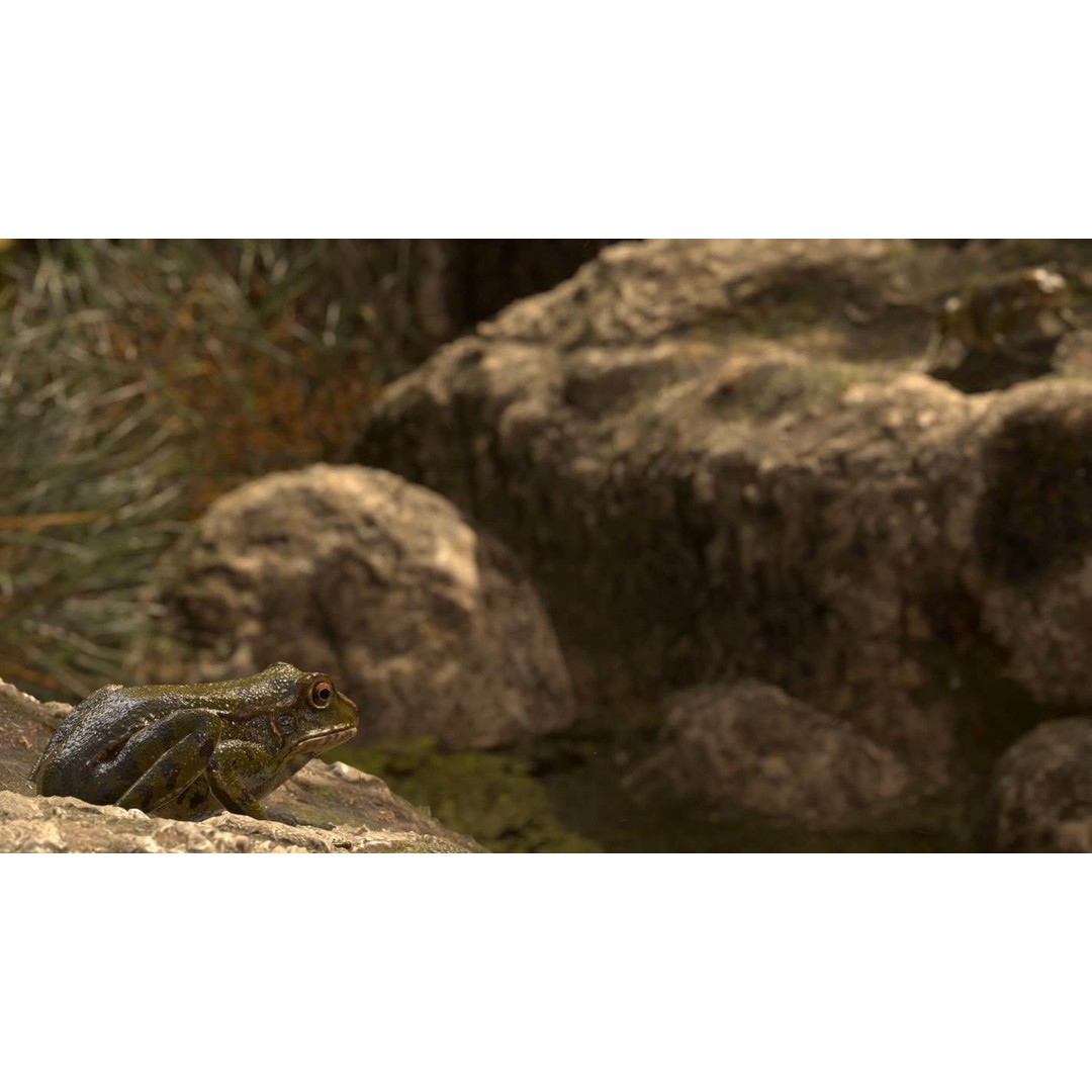 Frog 3D Model – Low Poly Rigged Animation Asset, FBX, OBJ - View 9