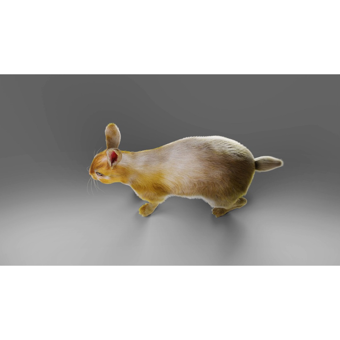 Fur Rabbit 3D Model – Low Poly Rigged Animal with Animations, Blender - View 10