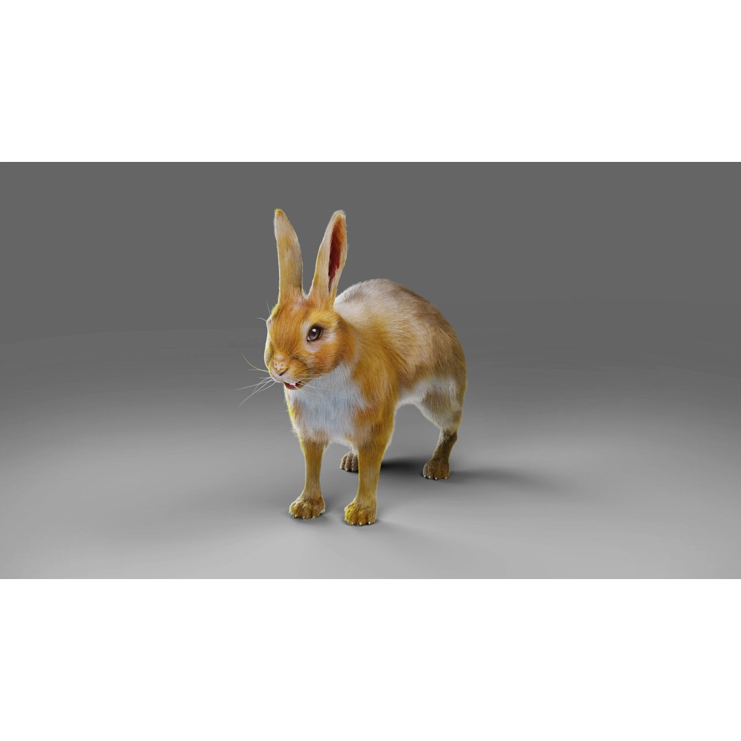 Fur Rabbit 3D Model – Low Poly Rigged Animal with Animations, Blender - View 11