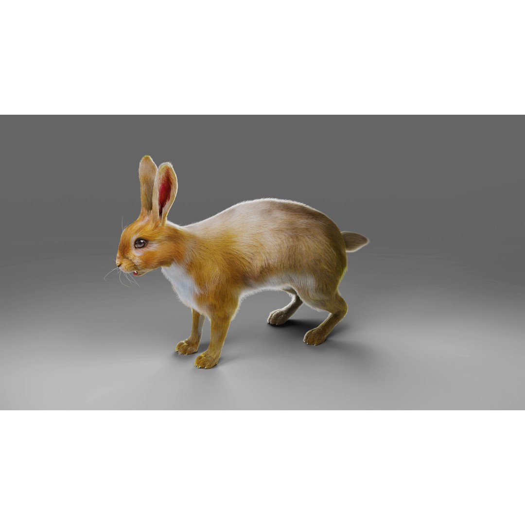 Fur Rabbit 3D Model – Low Poly Rigged Animal with Animations, Blender - View 12
