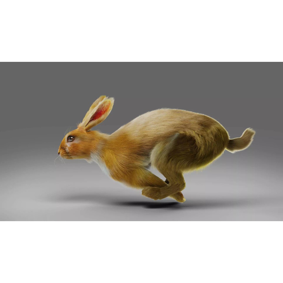 Fur Rabbit 3D Model – Low Poly Rigged Animal with Animations, Blender - View 2