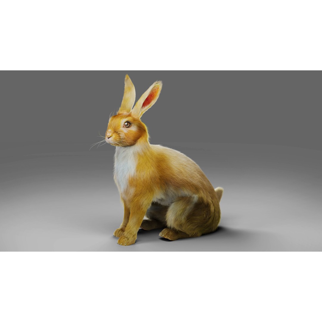 Fur Rabbit 3D Model – Low Poly Rigged Animal with Animations, Blender - View 3