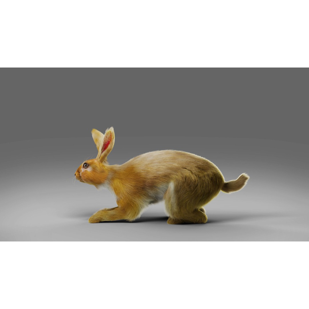 Fur Rabbit 3D Model – Low Poly Rigged Animal with Animations, Blender - View 4