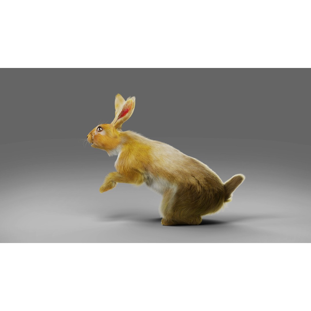 Fur Rabbit 3D Model – Low Poly Rigged Animal with Animations, Blender - View 5