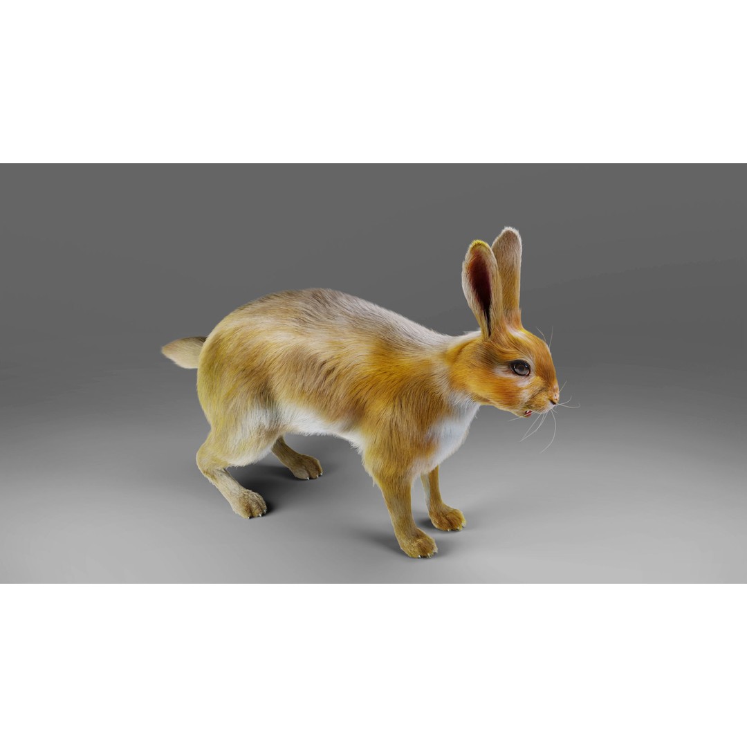 Fur Rabbit 3D Model – Low Poly Rigged Animal with Animations, Blender - View 7