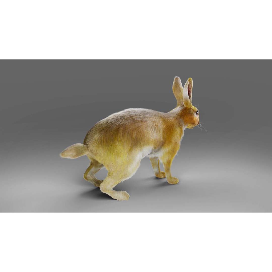 Fur Rabbit 3D Model – Low Poly Rigged Animal with Animations, Blender - View 8