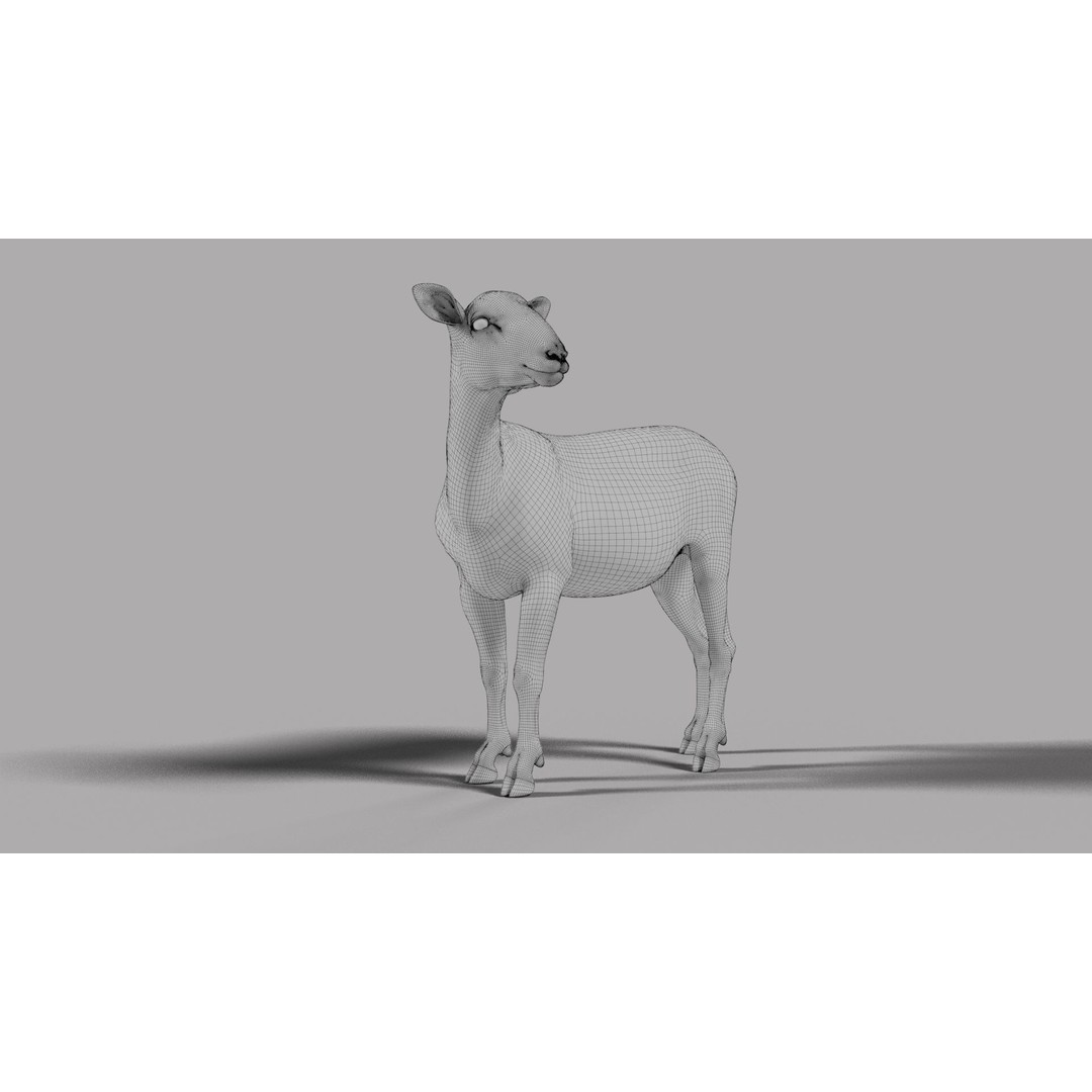 Young Sheep 3D Model – Rigged Animal with Animation, Blender, OBJ - View 13