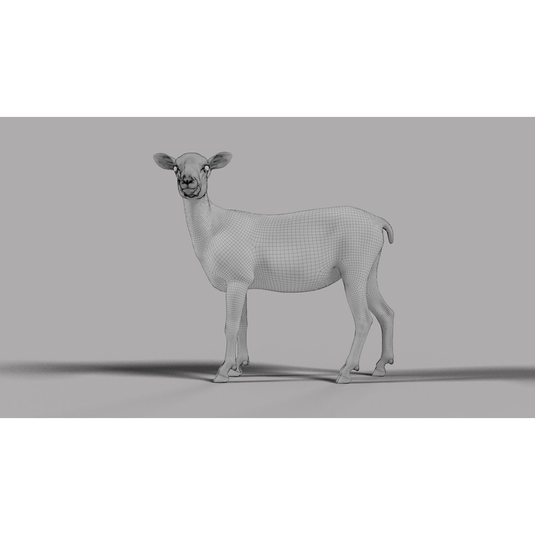 Young Sheep 3D Model – Rigged Animal with Animation, Blender, OBJ - View 14