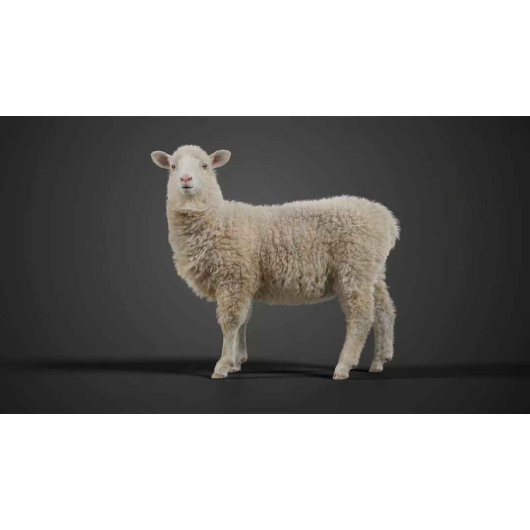Young Sheep 3D Model – Rigged Animal with Animation, Blender, OBJ - View 2